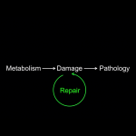 Aubrey_method diagram Aubrey de Grey's Approach